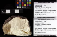 Foto (Objket + Etiketten) von Mundopsidae indet. 